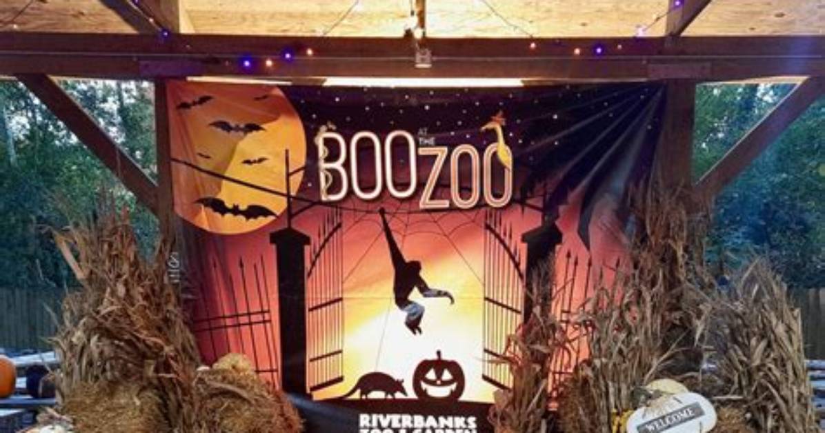 Inside Boo at the Zoo Columbia Sc Attractions Light Shows And