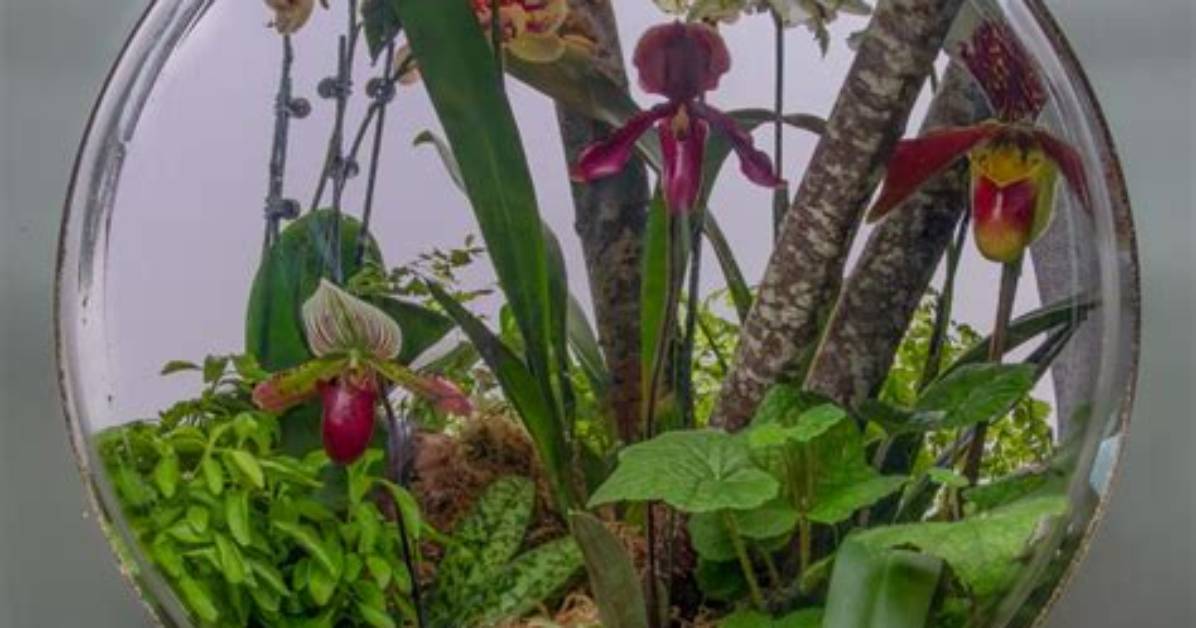 Inside Concrete Jungle 7 000 Orchids Transform the Ny