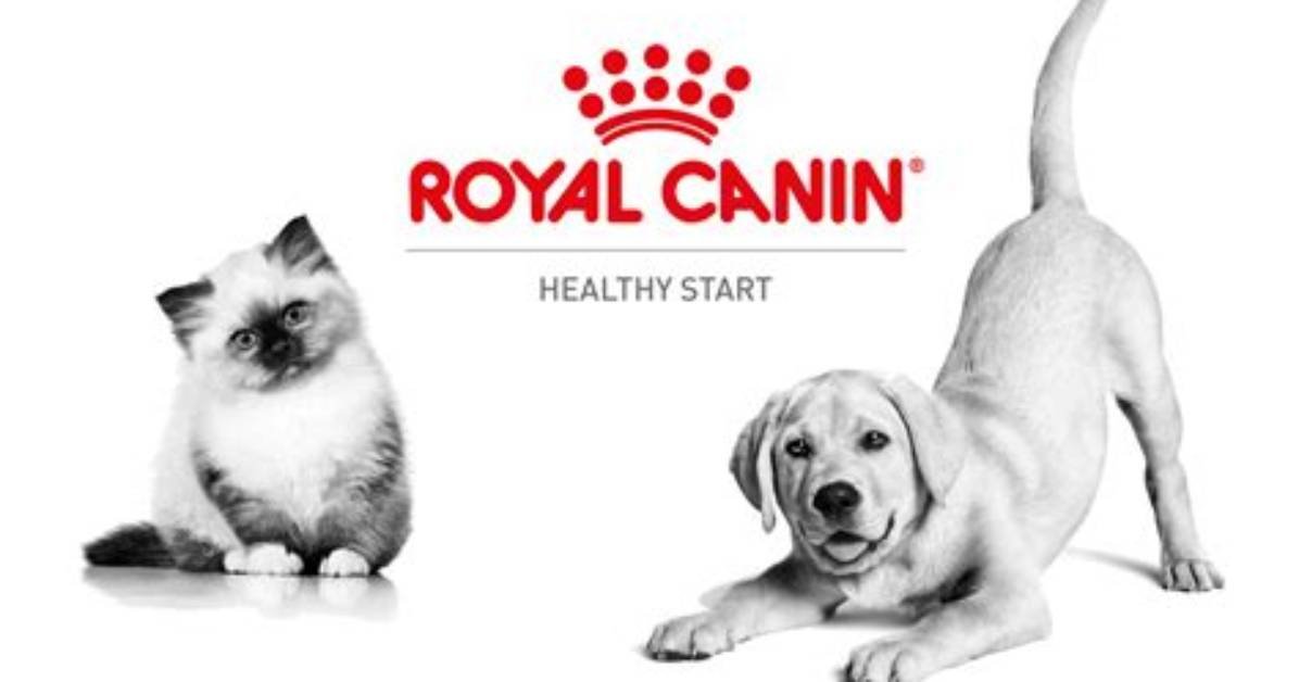 Inside My Royal Canin the Massive Shift to Vet Exclusive Fresh
