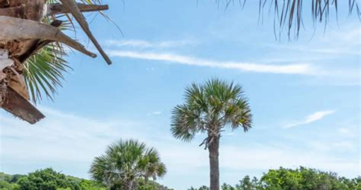 Inside Myrtle Beach State Park from Top Atlantic Campsite to Coastal