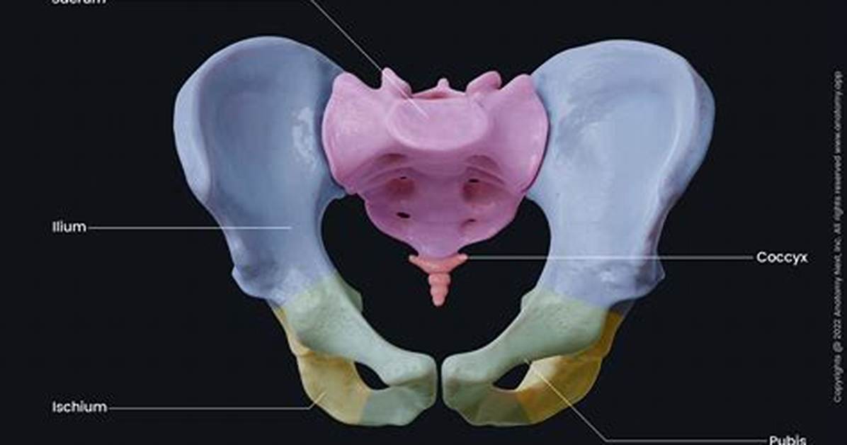 Inside Pelvic Anatomy How Air Enters the Body and Why Queefing Is