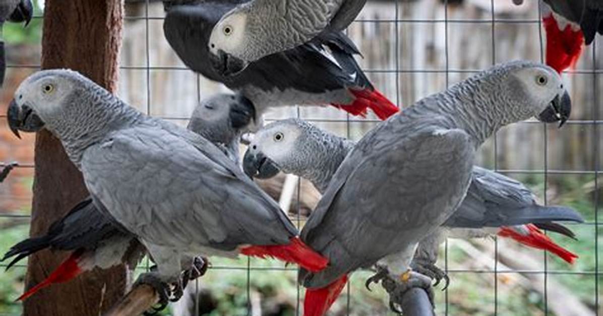 Inside the African Grey Trade How Viral Social Media Fame Sparks a Global