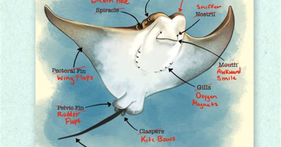 Inside the Anatomy of a Stingray How Cartilaginous Wings and Hidden Tail Barbs