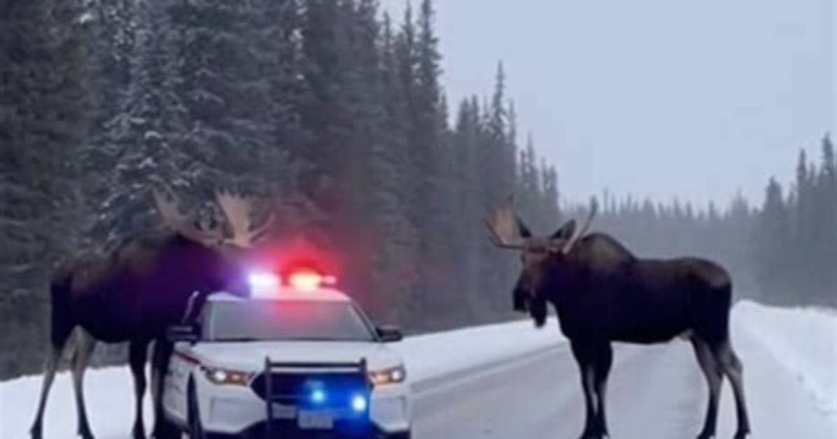 Inside the Autumn Moose Patrols How Police Are Monitoring Hunters on The