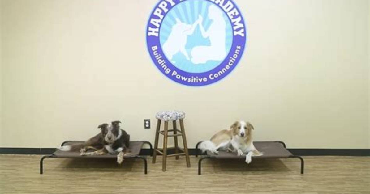 Inside the Happy K9 Academy Case Evidence That Exposed California S Horrific Dog