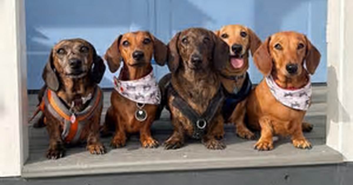 Inside the Record Setting Lifespans of Dachshunds What The