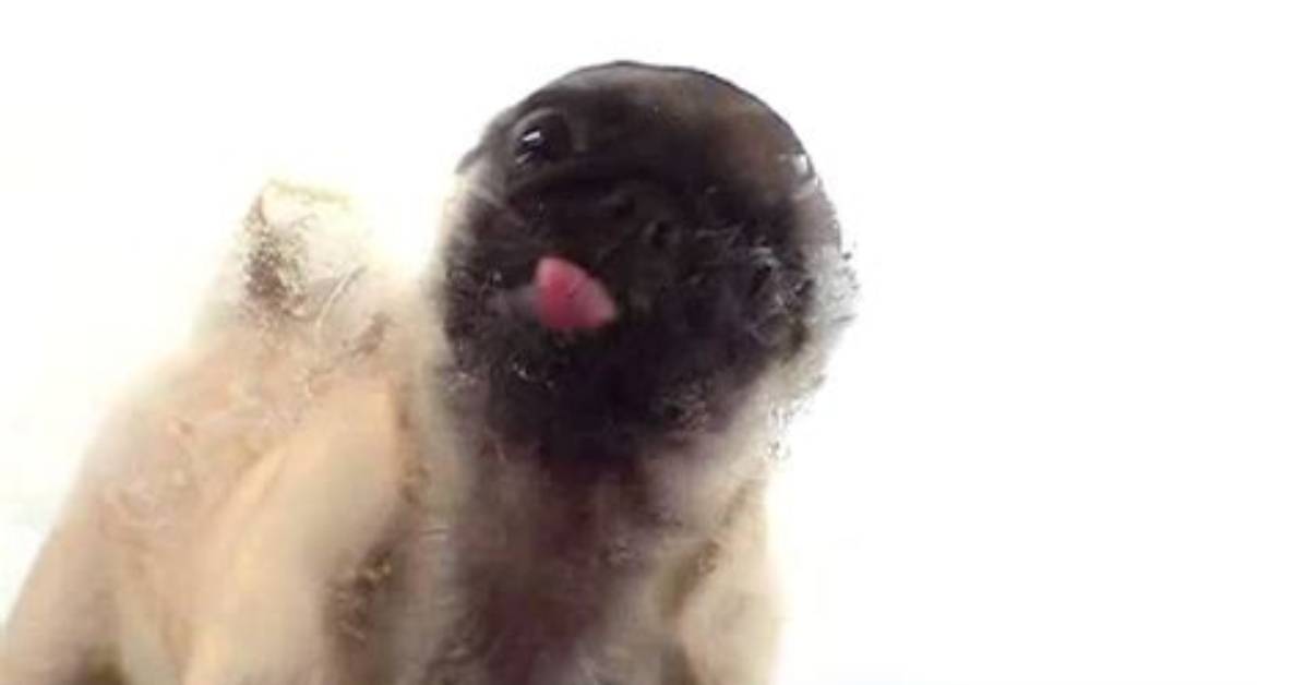 Inside the Screen Licking Pug Craze the Visual Charm of Looping Pet
