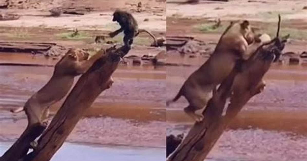 Inside the Viral Lion Monkey Footage Unmasking the Rare Creatures Breaking The