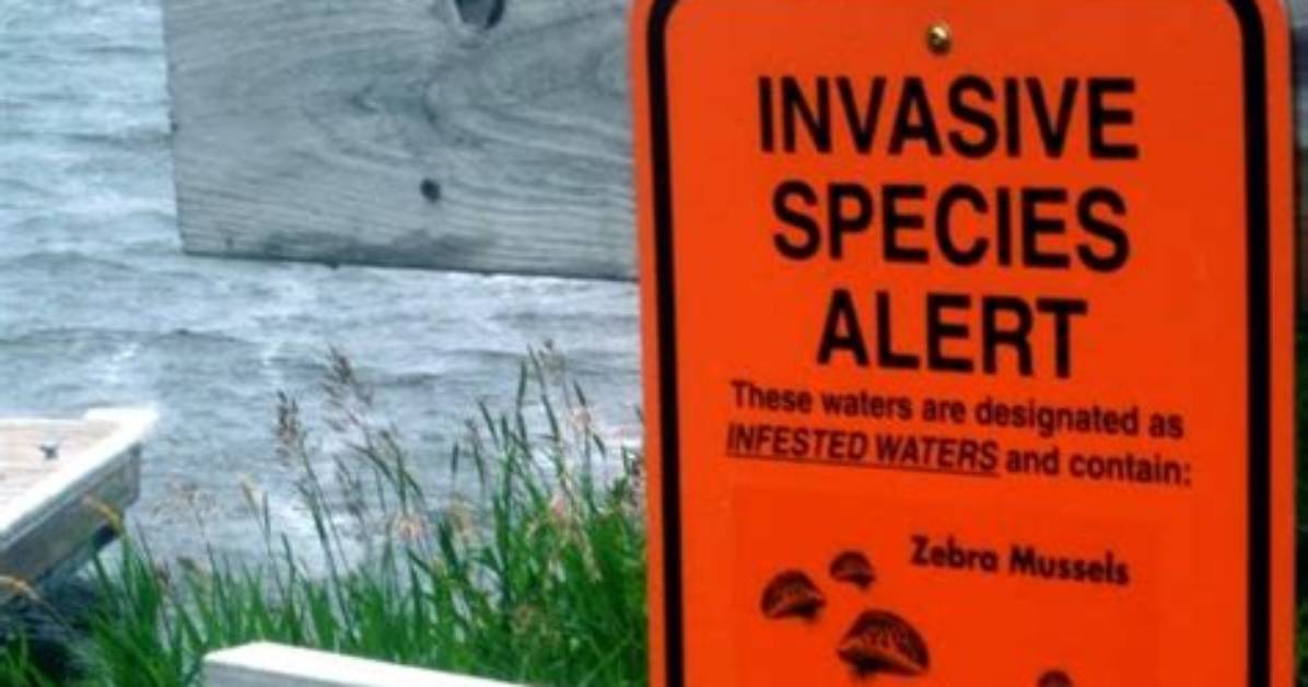 Invasive Species Alert Noaa
