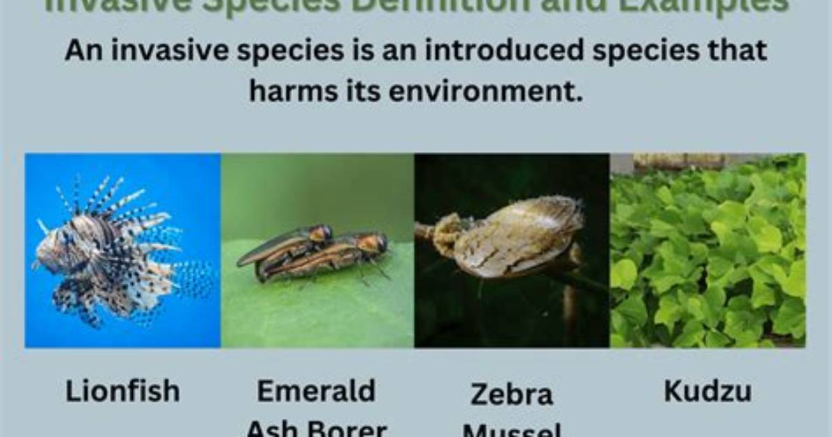 Invasive