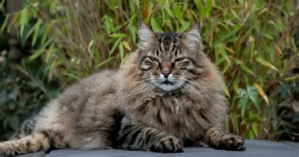 Is a Long Haired Tabby an Official Breed Unpacking Feline