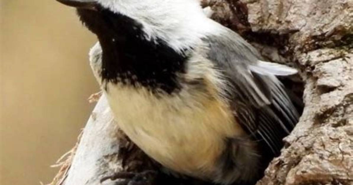 Is Bird a Compliment or an Insult the True Origins and Cultural