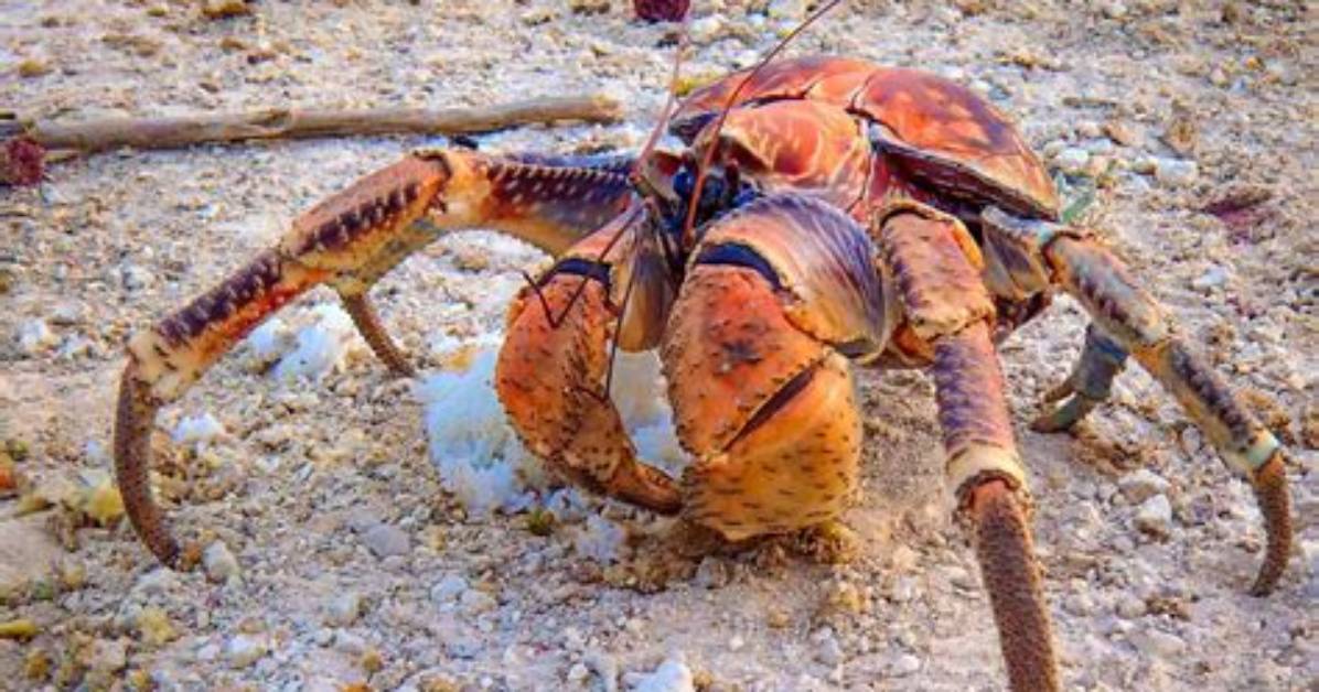 Is Coconut Crab Safe to Eat Fact Checking Toxicity Taste and Amelia