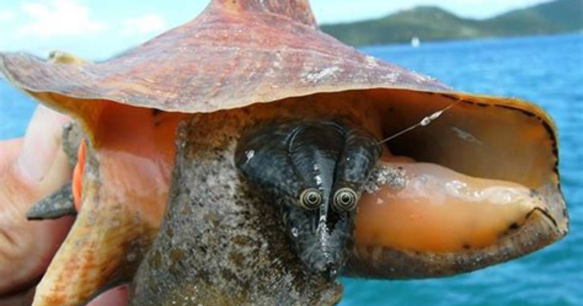 Is Dredging Really Driving Queen Conch to Extinction The