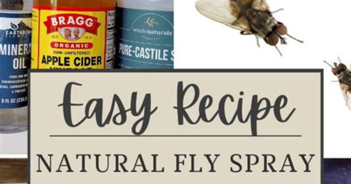 Is Homemade Fly Spray Harming Your Animals Vet Warnings Every Owner