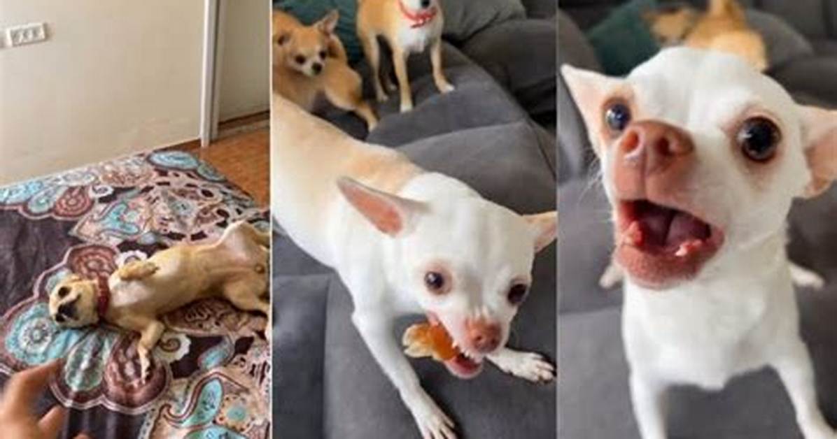 Is Niki the Chihuahua Truly Angry the Truth Behind Viral Pet