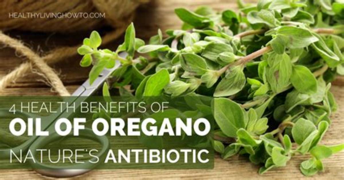 Is Oregano Oil Nature S Antibiotic Science Behind The