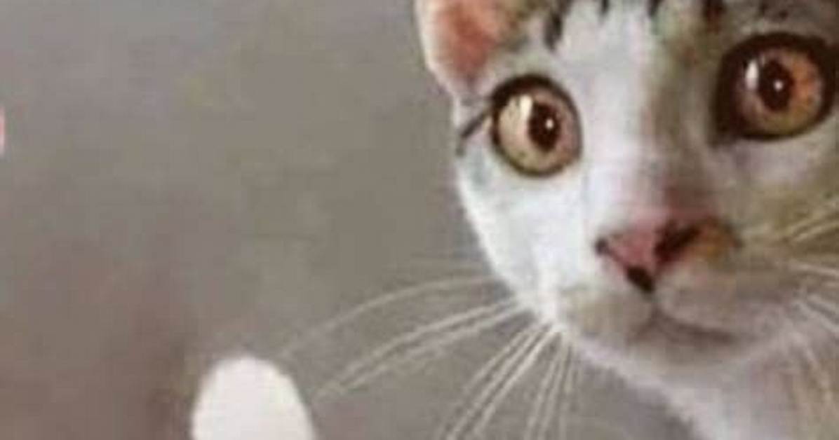 Is That Cat Really Flipping You off the Wild Story Behind the Viral Paw