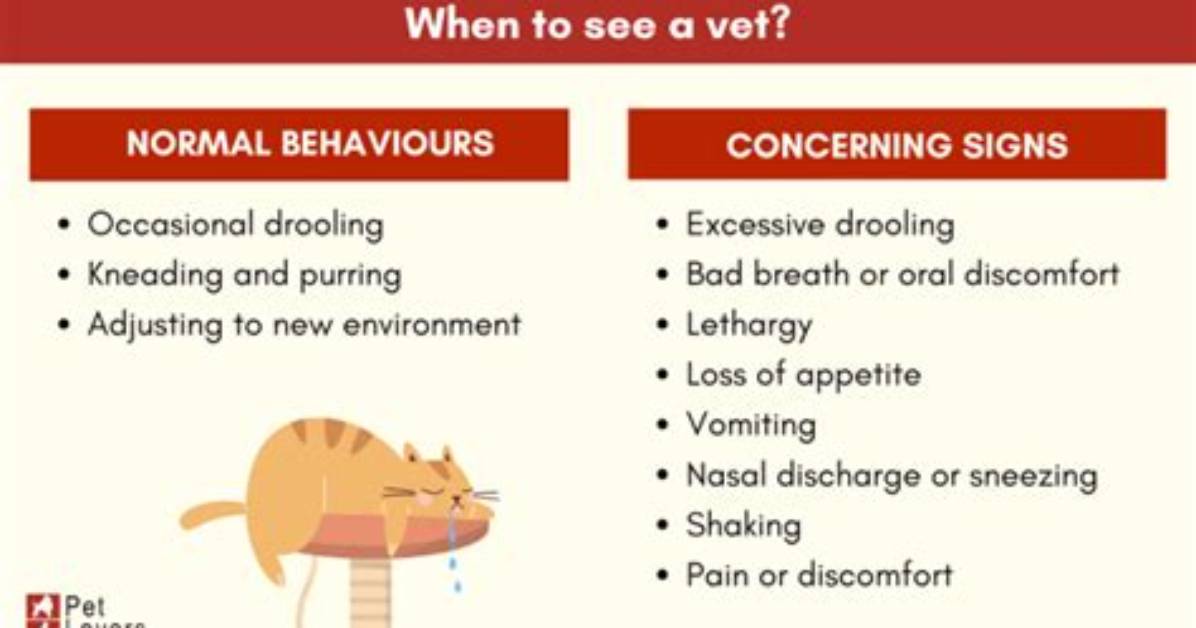 Is That Viral Drooling Cat Okay Vet Facts Behind the Lord I M Two
