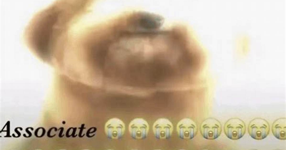 Is the Associate Meme Dog Real Fact Checking the Viral