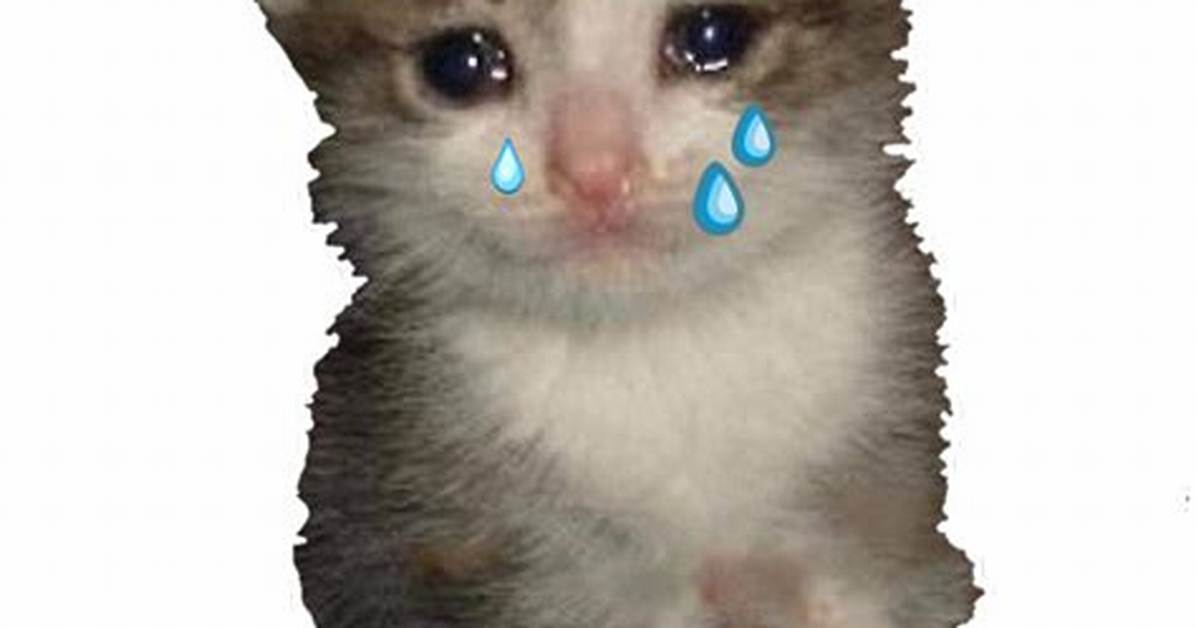 Is the Crying Kitten Meme Real Veterinary Facts Behind Viral