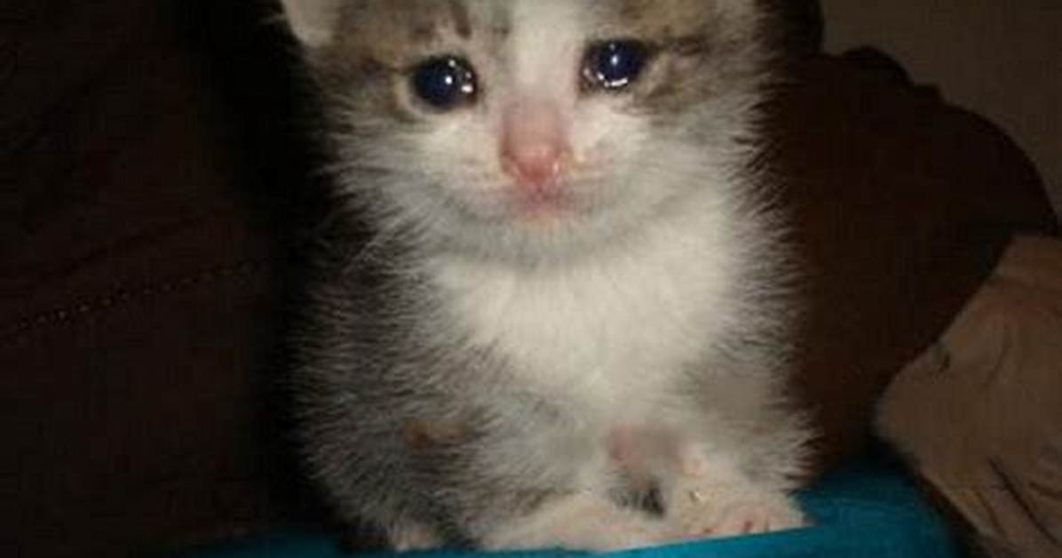 Is the Crying Kitten Meme Real