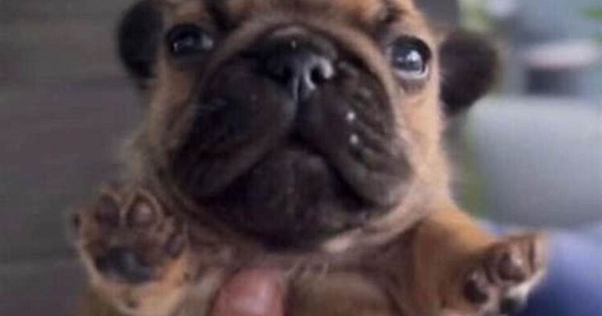 Is the I Am Pibble Dog Real or Ai Visual Evidence and the True Puppy Behind The