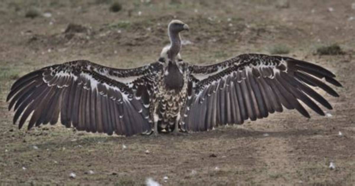 Is the World S Biggest Vulture Bigger Than a Human the Shocking Scale of Earth S