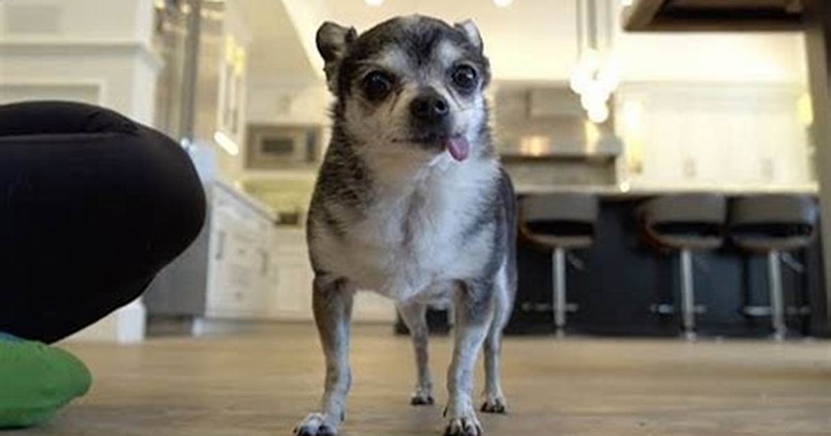 Jenna Marbles Dog Marbles Dies at 17 Full Timeline And