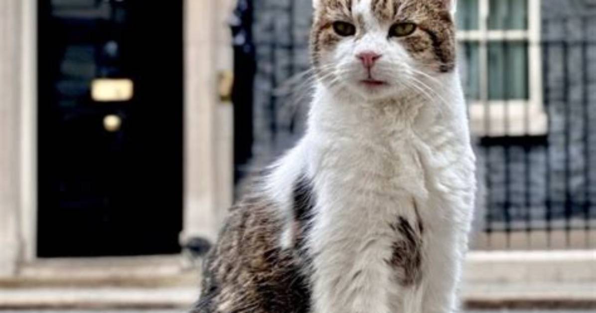 Larry the Cat at 19 the Funniest Downing Street Memes And