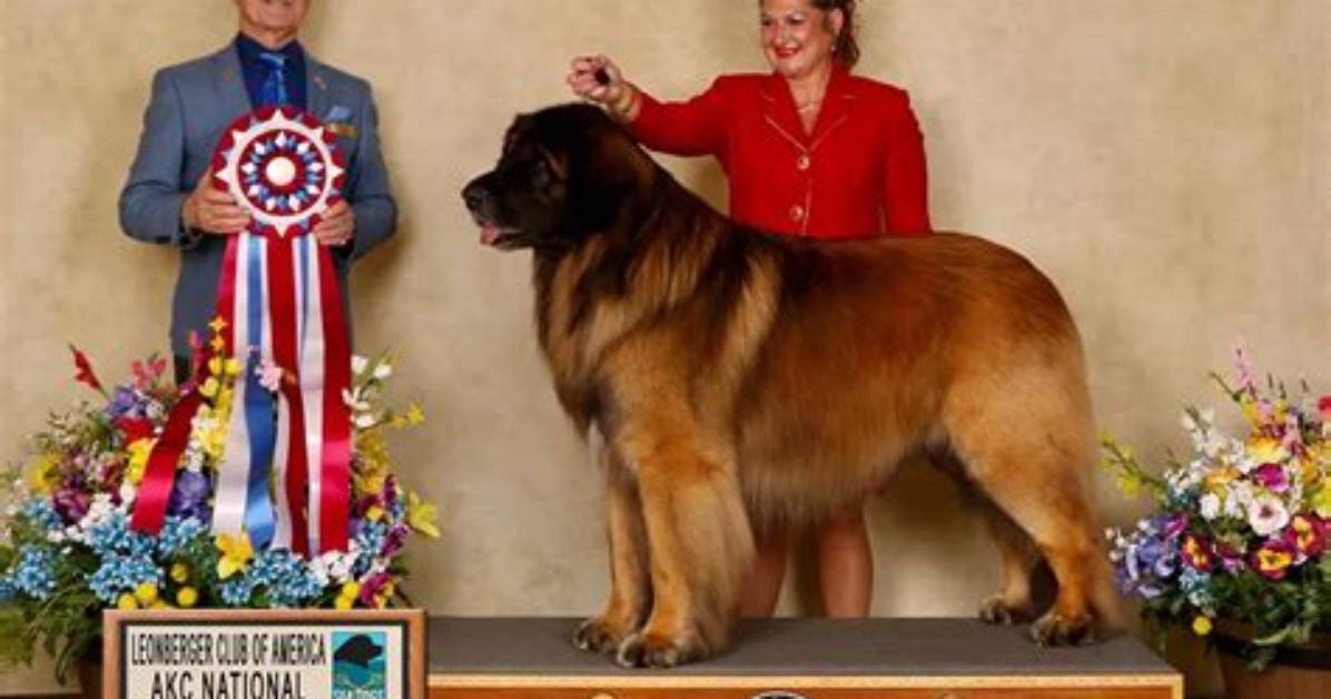 Leonberger Next to Human Real Visual Comparisons Height Charts And
