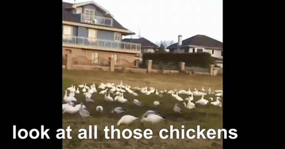 Look at All Those Chickens Timeline How an Accidental Catchphrase Survived A
