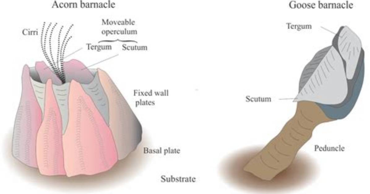 Look Inside a Barnacle Video Proof That These Rock Like Shells Are