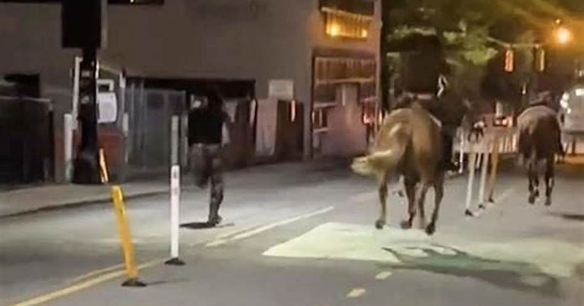 Loose Horse Struck by Car in Uptown Charlotte Why Two Men Face