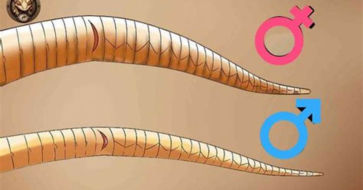 Male vs Female Ball Python as a Pet Complete Buyer Guide Costs And