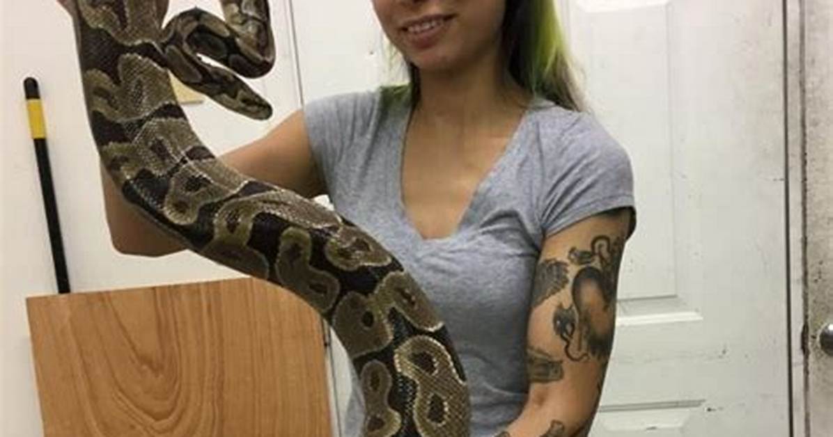 Male vs Female Ball Python the Huge Size Myth That Fools New