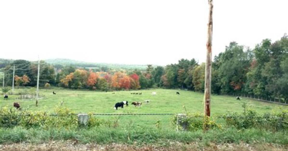 Manny S Dairy Farm Exposed Reviewing the Records Reports and On