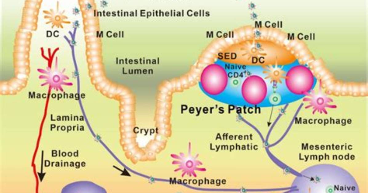 Mapping the Gut Immune System Where Peyer S Patches