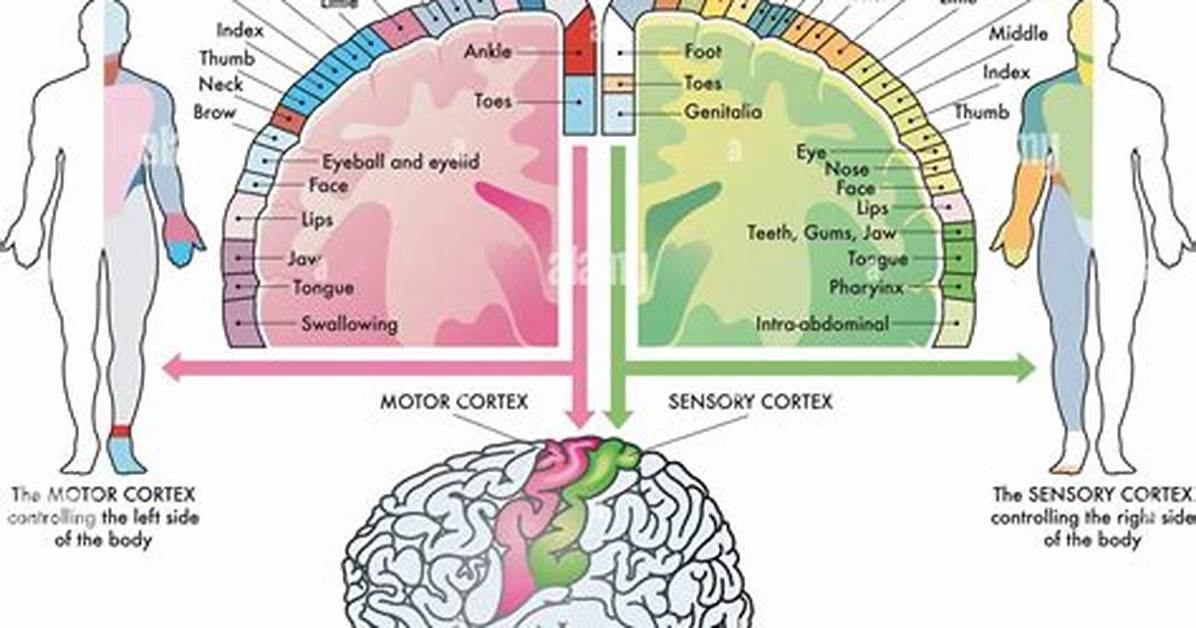 Mapping the Motor Cortex Brain Scans Expose the Secret Architecture Behind