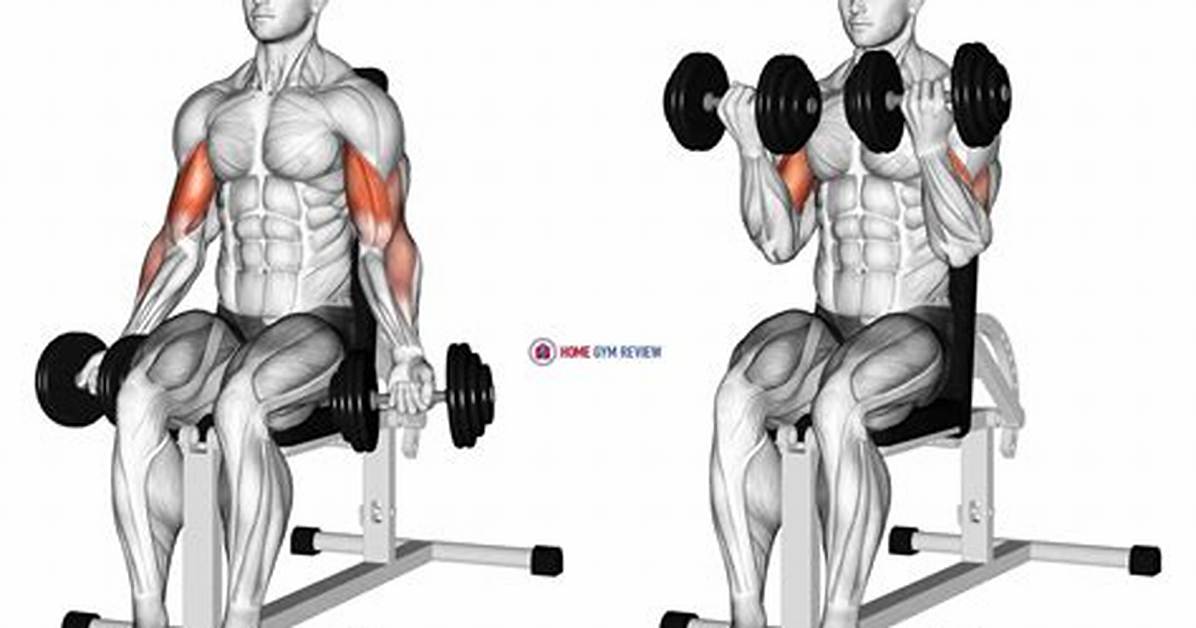 Mastering the Seated Bicep Curl Form Rules Variations And