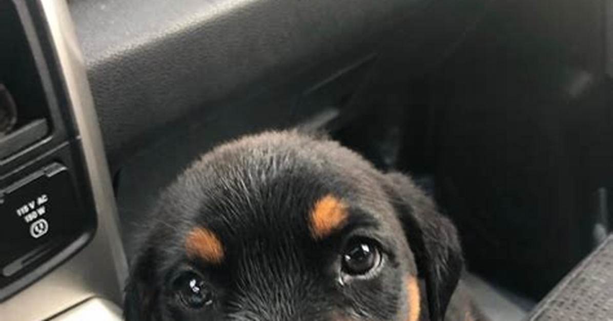 Meet Cole the Doberrottie How One Rescued Hybrid Proves Dog