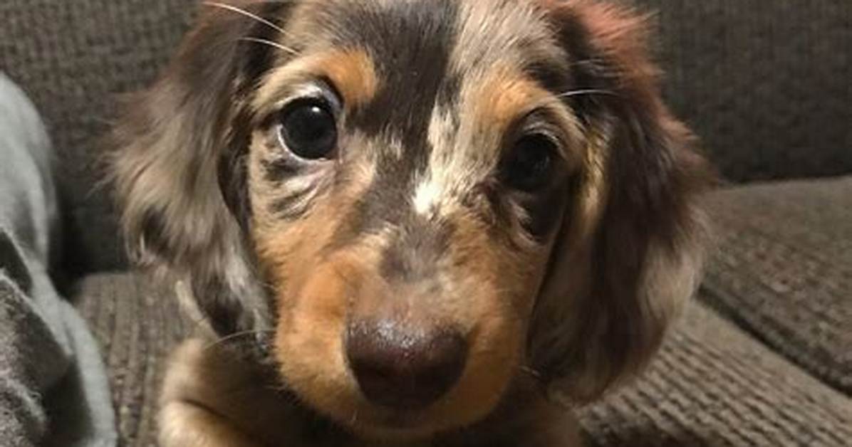 Mini Long Haired Dachshund Truths Viral Sensation Vs