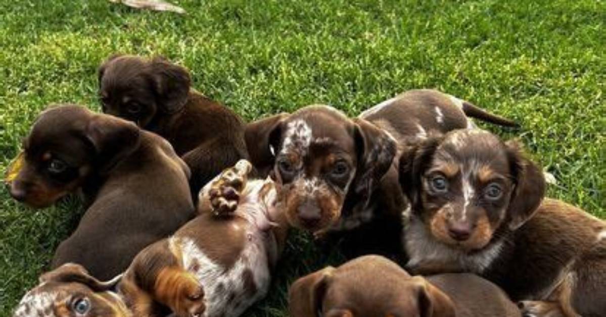Miniature Dachshunds and Pure Joy Everything to Know About Pancho S