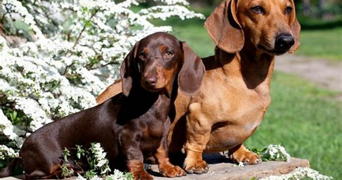 Miniature vs Standard Dachshund Lifespan What the Latest Canine
