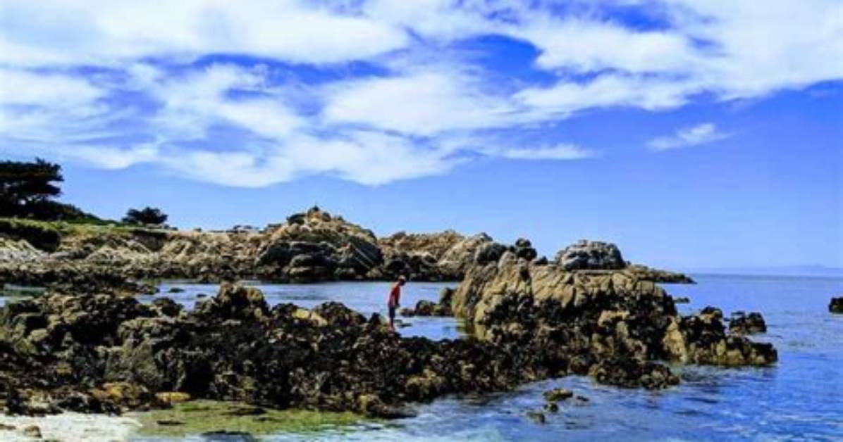 Monterey Tide Pools 2026 Prime Low Tide Dates Access Updates And