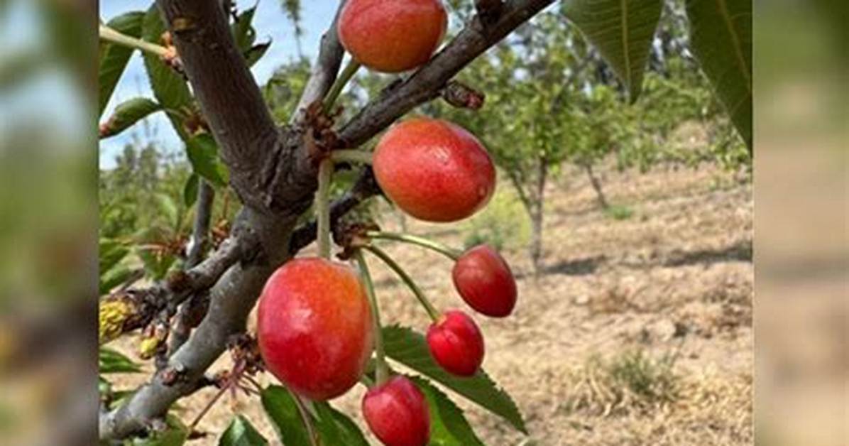 Northern Argentina S Mamon Harvest Surges Jujuy Captures Top