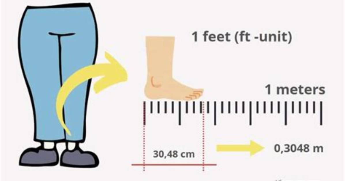 One Meter in Feet Explained the Complete