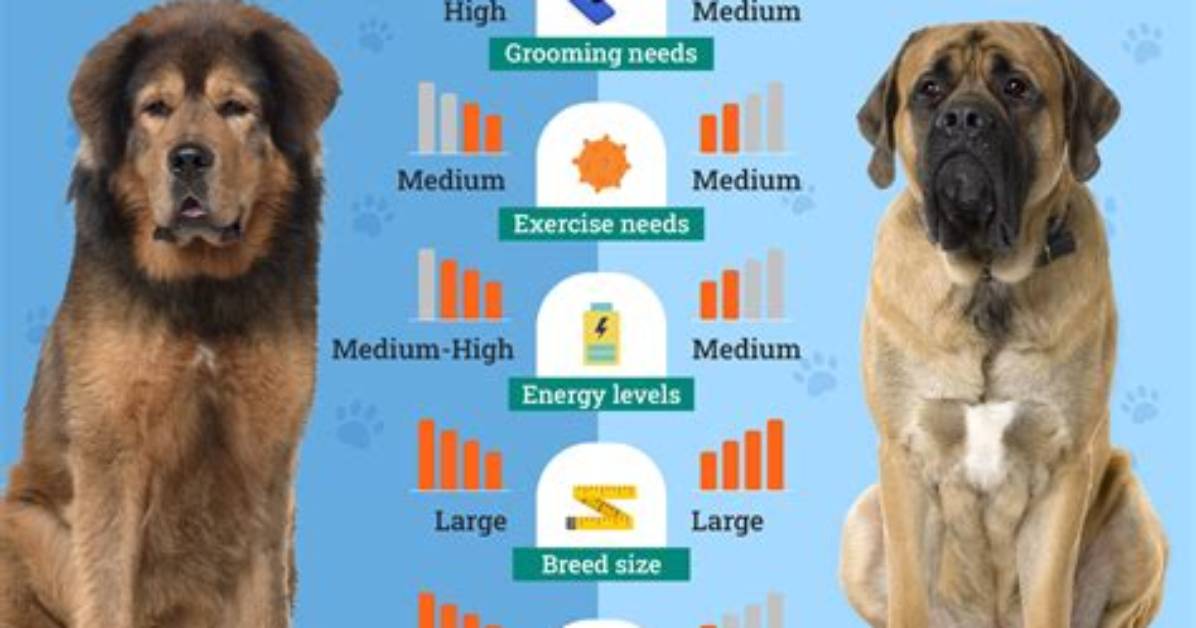 Owning the Gentle Giant Tibetan Mastiff Size Temperament And