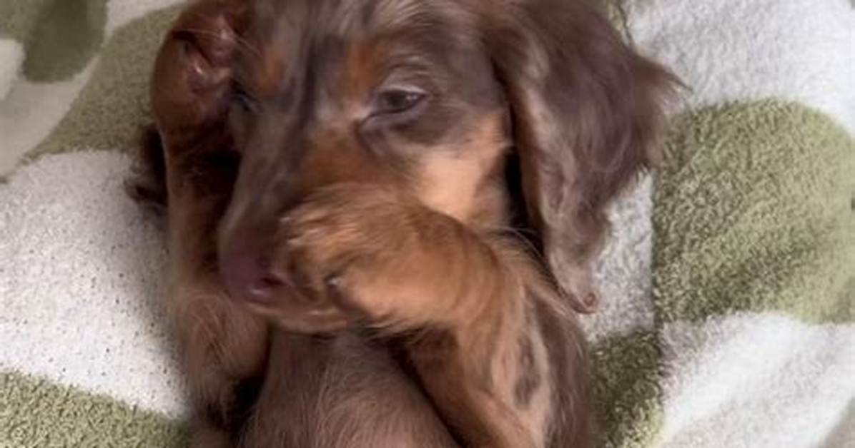 Pancho the Mini Dachshund Everything You Need to Know About the Happiest Pup