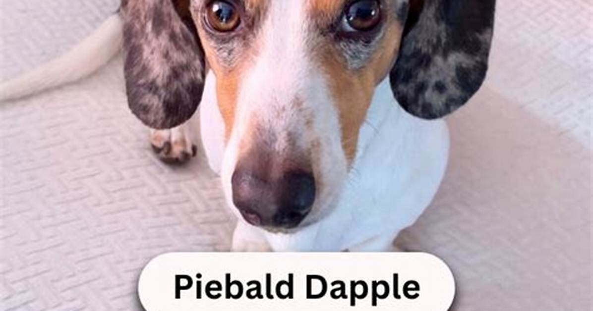 Piebald vs Classic Dapple Visual Proof of the Rarest Mini